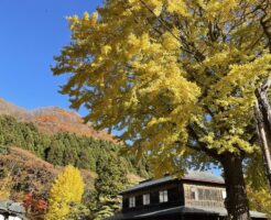 2022年函館八幡宮のイチョウ