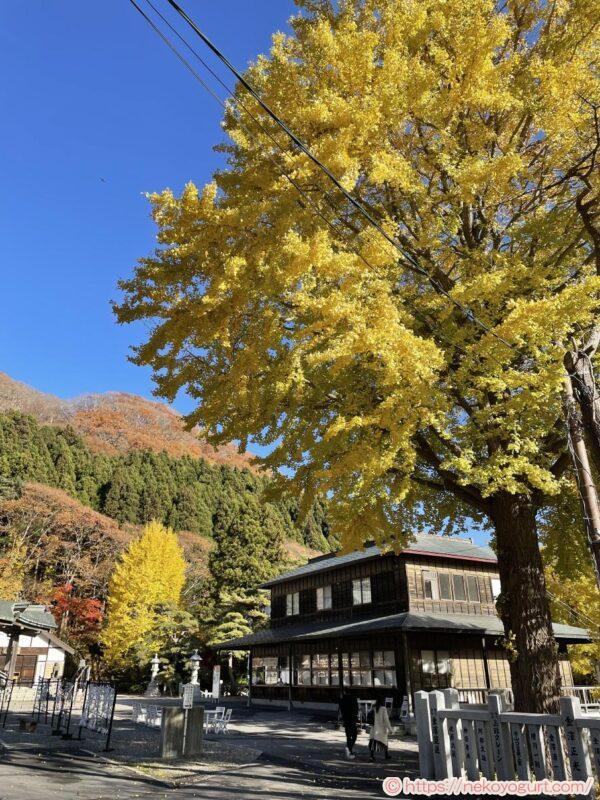 2022年函館八幡宮のイチョウ